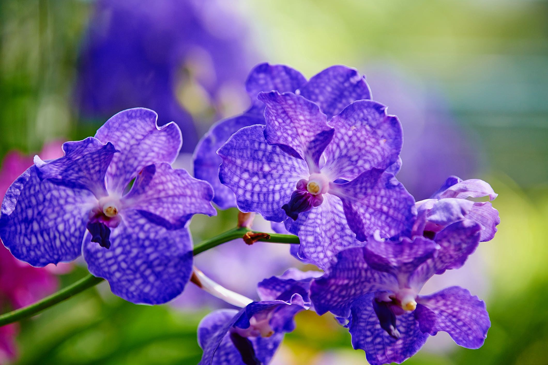 Pode plantar orquídea na terra? Veja quais as espécies indicadas
